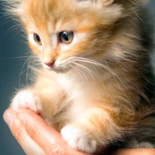 Cute kitten iPhone wallpaper