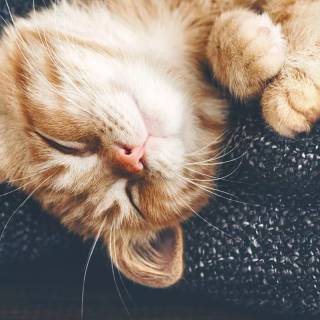 Cute kitten iPhone wallpaper