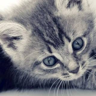 Cute kitten iPhone wallpaper