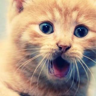 Cute kitten iPhone wallpaper