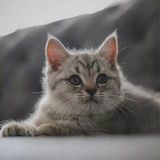 Cute kitten iPhone wallpaper