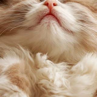 Cute kitten iPhone wallpaper