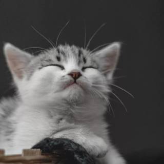 Cute kitten iPhone wallpaper