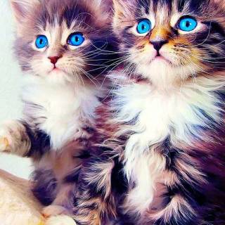 Cute kitten iPhone wallpaper