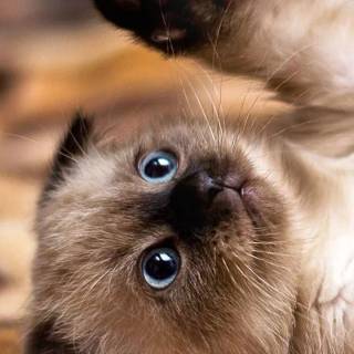 Cute kitten iPhone wallpaper