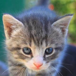 Cute kitten iPhone wallpaper