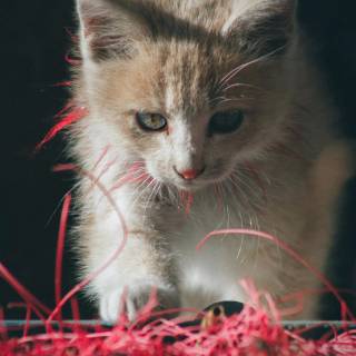 Cute kitten iPhone wallpaper