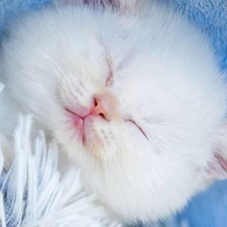 Cute kitten iPhone wallpaper