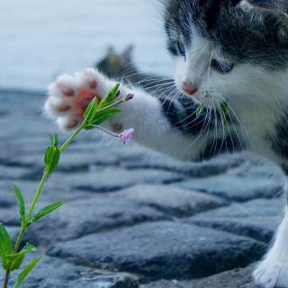 Cute kitten iPhone wallpaper