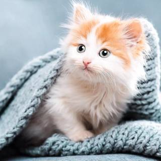 Cute kitten iPhone wallpaper