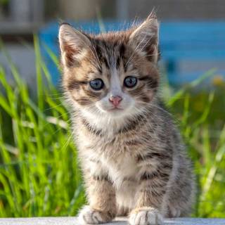 Cute kitten iPhone wallpaper