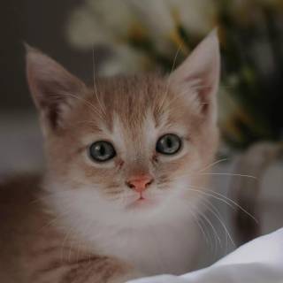 Cute kitten iPhone wallpaper
