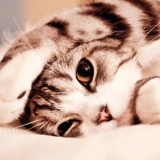 Cute kitten iPhone wallpaper