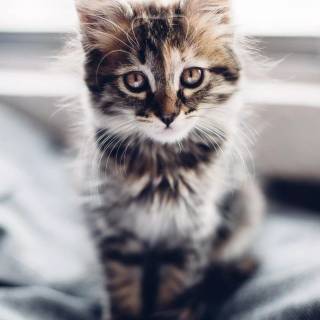 Cute kitten iPhone wallpaper