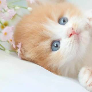 Cute kitten iPhone wallpaper