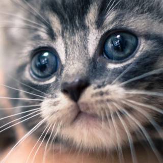 Cute kitten iPhone wallpaper