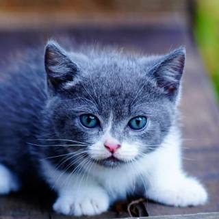 Cute kitten iPhone wallpaper