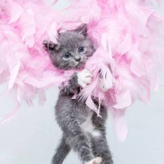 Cute kitten iPhone wallpaper
