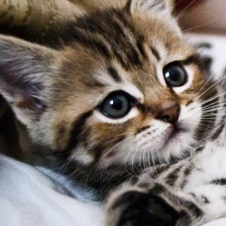 Cute kitten iPhone wallpaper
