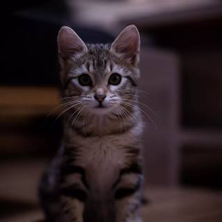 Cute kitten iPhone wallpaper