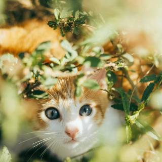 Cute kitten iPhone wallpaper