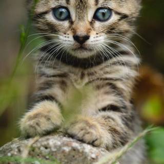 Cute kitten iPhone wallpaper