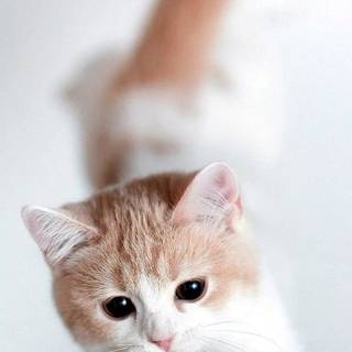 Cute kitten iPhone wallpaper