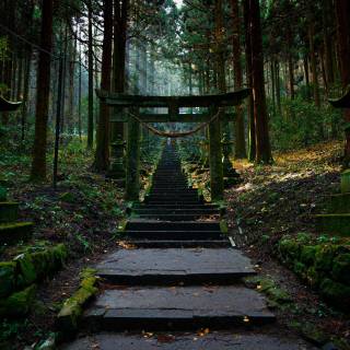 Japan forest 4k wallpaper