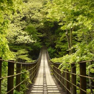 Japan forest 4k wallpaper