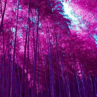 Japan forest 4k wallpaper