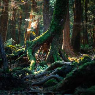 Japan forest 4k wallpaper