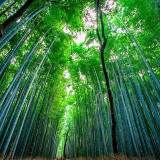 Japan forest 4k wallpaper