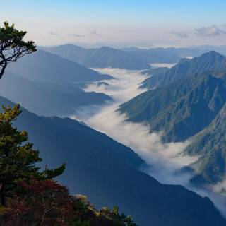 Japan forest 4k wallpaper