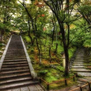 Japan forest 4k wallpaper