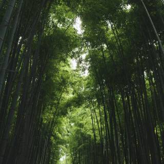 Japan forest 4k wallpaper