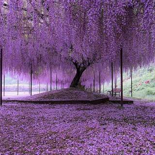 Spring Japan forest wallpaper