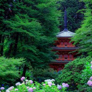 Japan forest 4k wallpaper