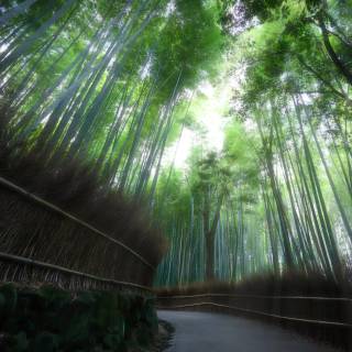 Japan forest 4k wallpaper