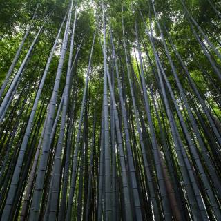 Japan forest 4k wallpaper