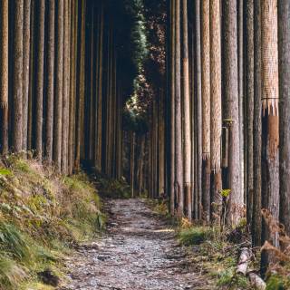 Japan forest 4k wallpaper