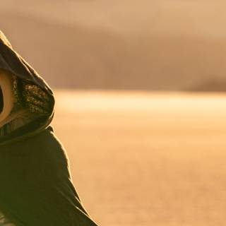 Timothée Chalamet 4k wallpaper