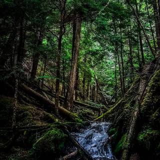 Scenic 4k iPhone wallpaper