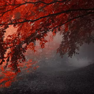 Forest dual monitor wallpaper