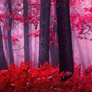 Red 4k dual monitor wallpaper