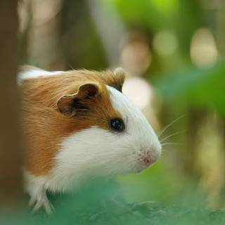 4k guinea pig wallpaper