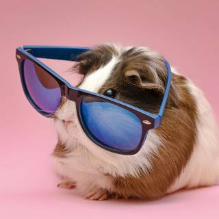 4k guinea pig wallpaper