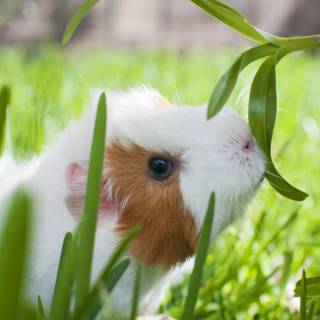 Guinea pig wallpaper