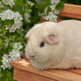 Guinea pig wallpaper