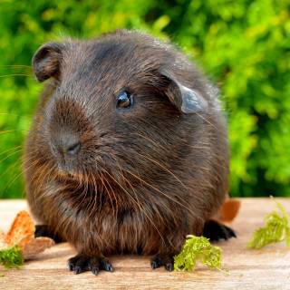 4k guinea pig wallpaper