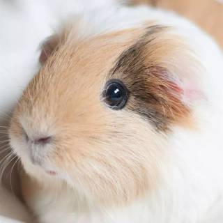 Guinea pig wallpaper